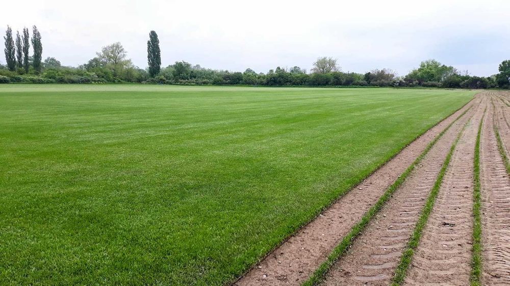 Тревен чим като килим от производител