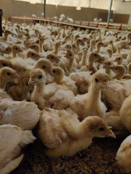 Пуйки Бройлери С.Ивански