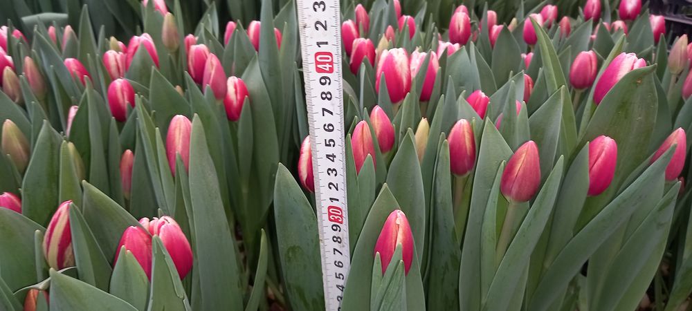 Тюльпаны короткие 35см !