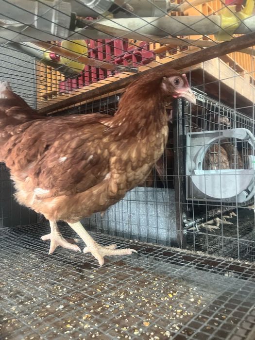 Куры-несушки. Молодка