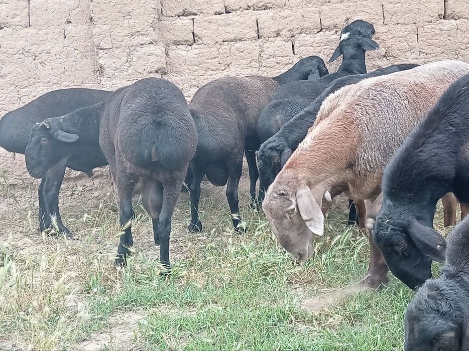Qoʻchqor qurbonlik uchun