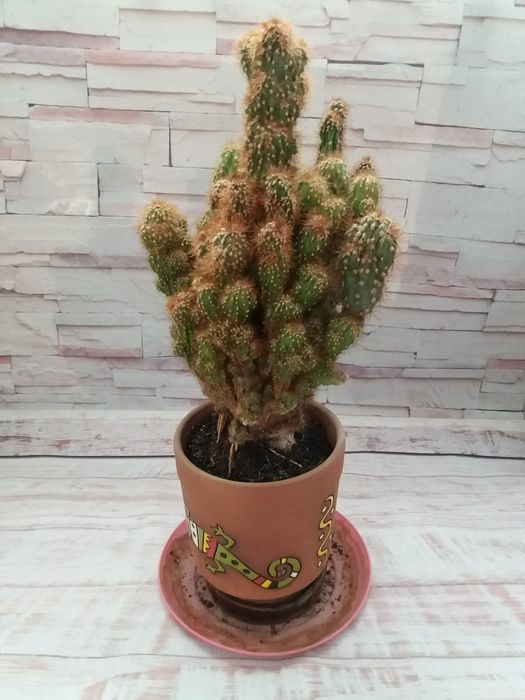 Кактус с цветочным горшком