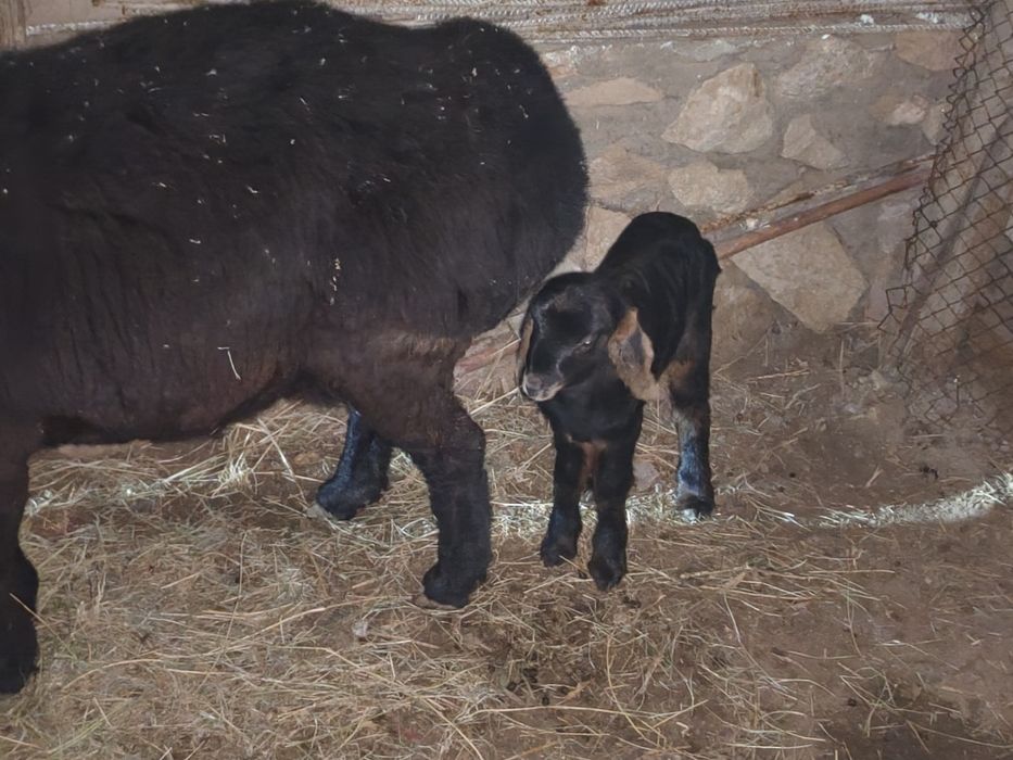 Она бола куй сотилади