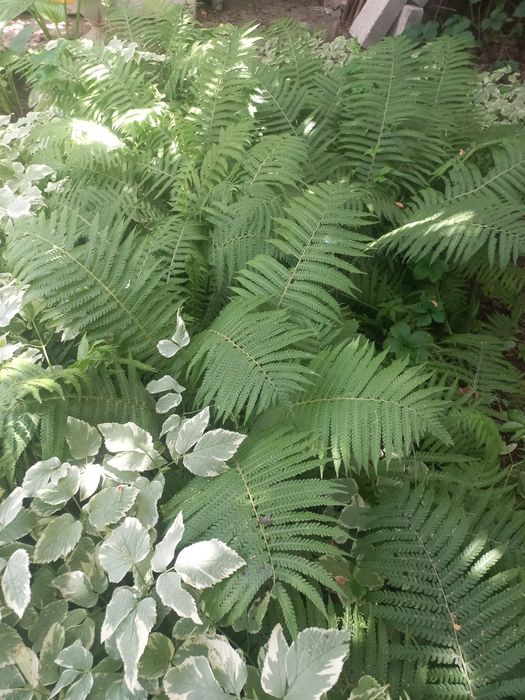 Срочно продам  хосты,папоротники