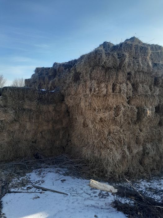 Продам тюки люцерна