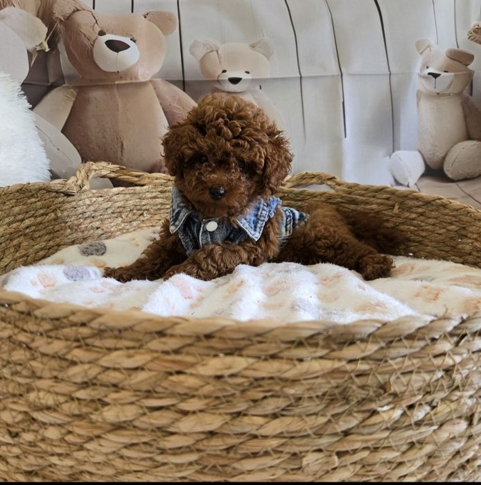 Пудел тийкъп/ Пудел той poodle с родословие момче red braun