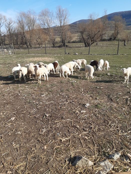 Агнета за Гергювден