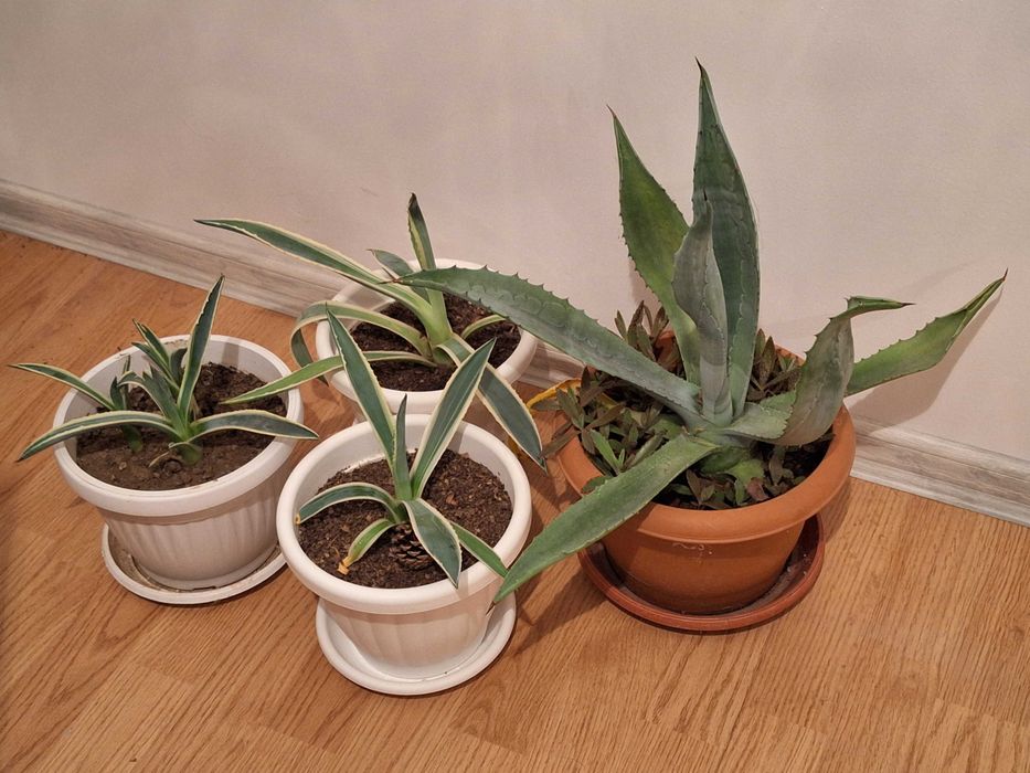 Цветя алое вера, агаве