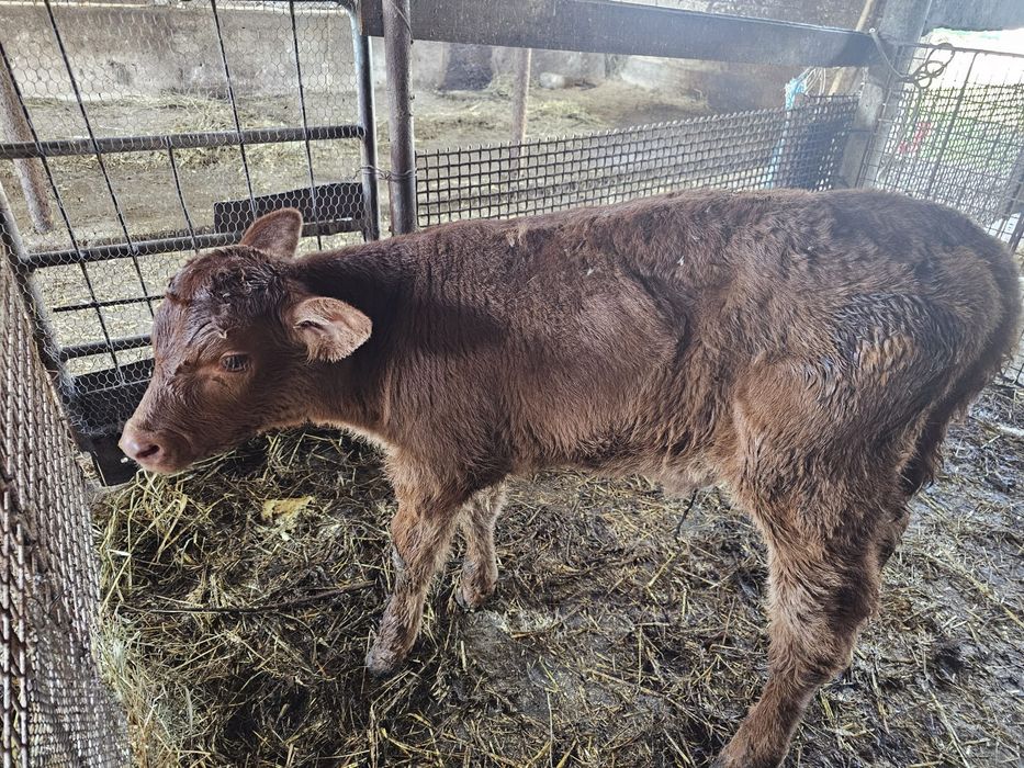 Vand vitea Angus