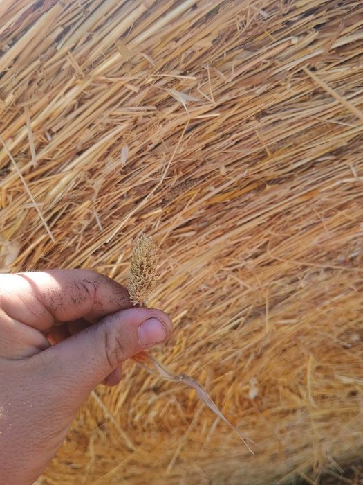 Рулонни бали ПРОСО със зърното