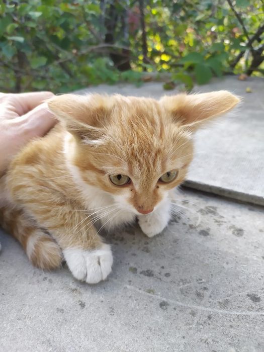 Котенок в добрые руки