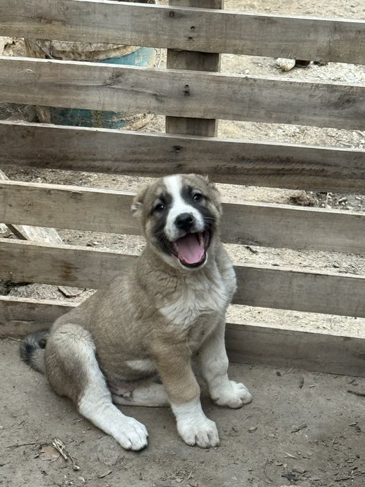 Қазақы төбет күшіктері сатылады