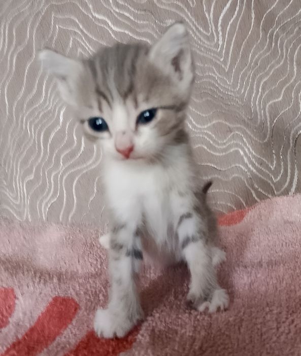 Котята  кушают сами  очень красивые