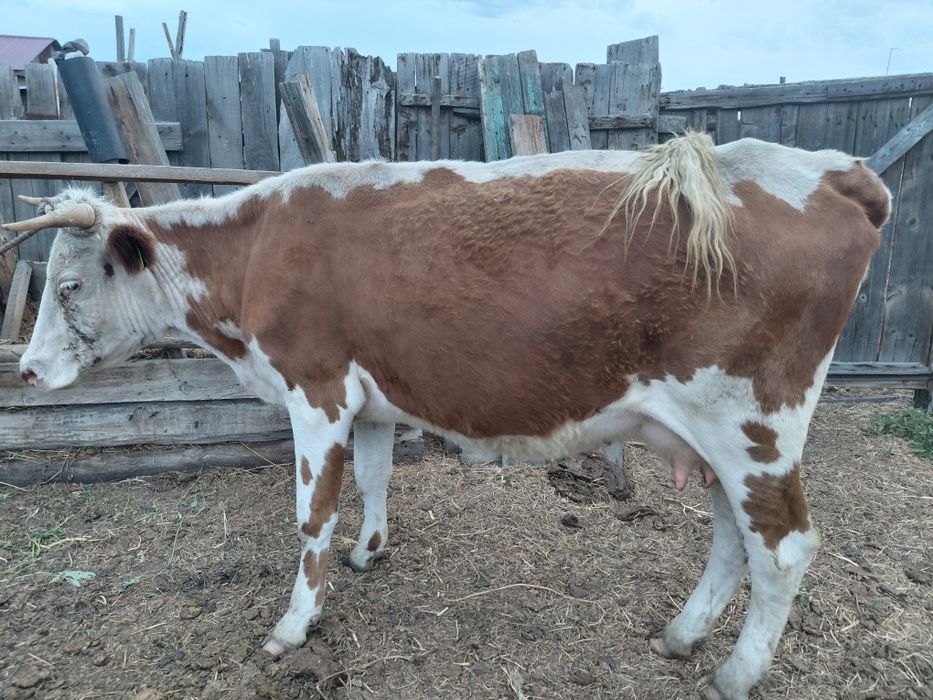 Продам корову, 4 года