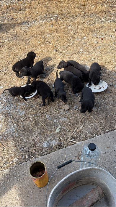 Catei adoptie 2-3 luni