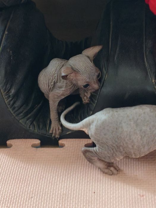 Котята донской сфинкс