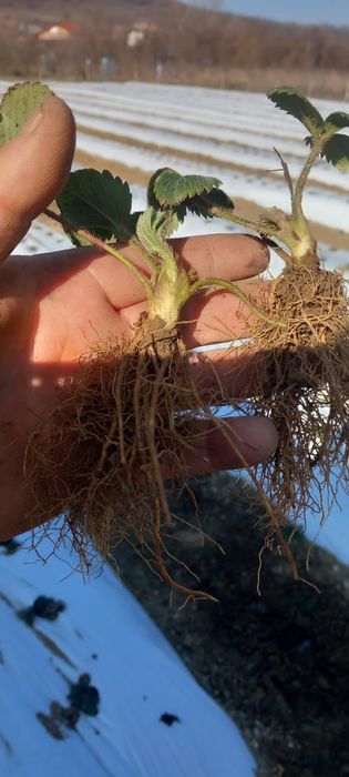 Stoloni capsuni clery