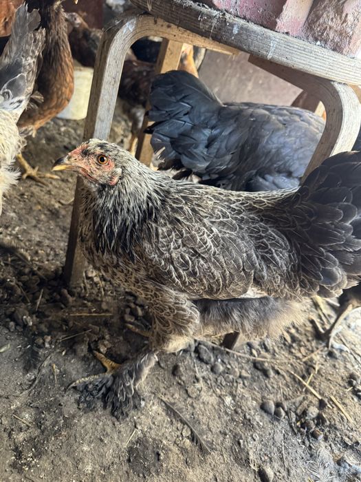 Продам домашних кур