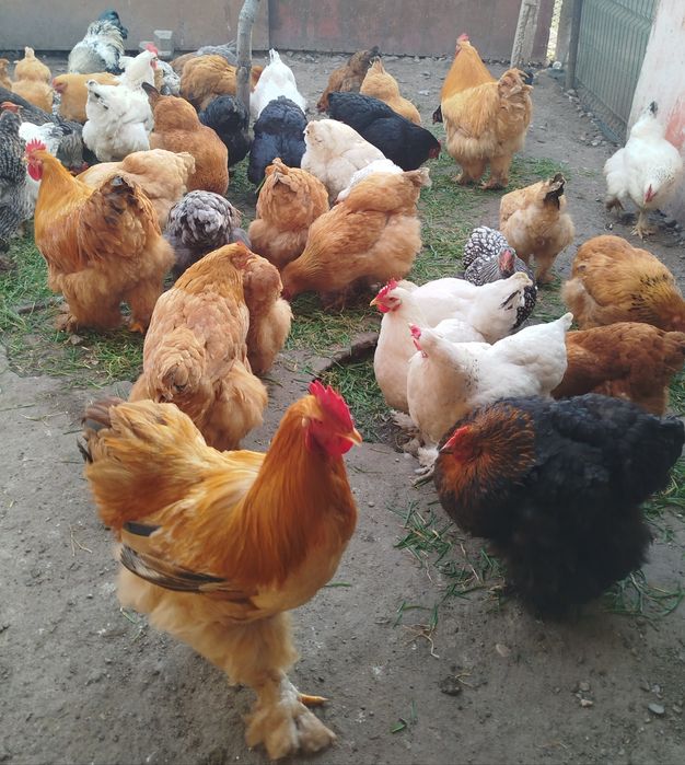 Ouă brahma pentru incubat