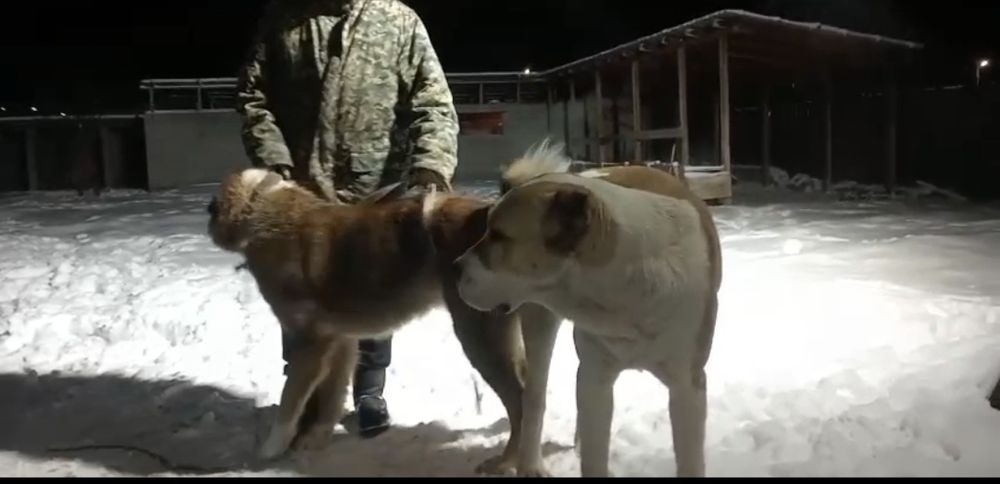 Күшік сатылады линия бар