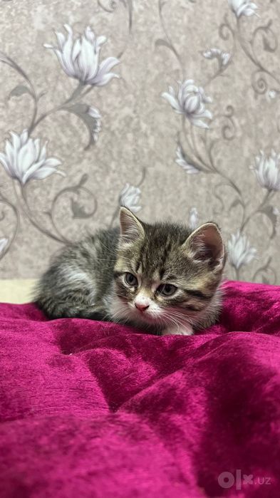Продаются котята скоттиш страйт