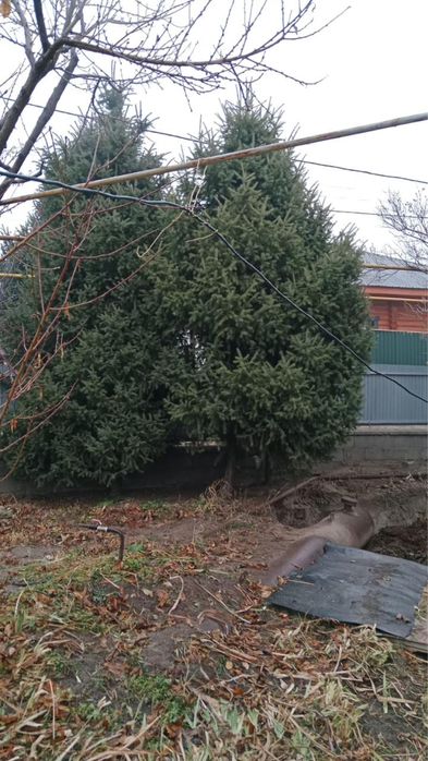 Продаю живые ели