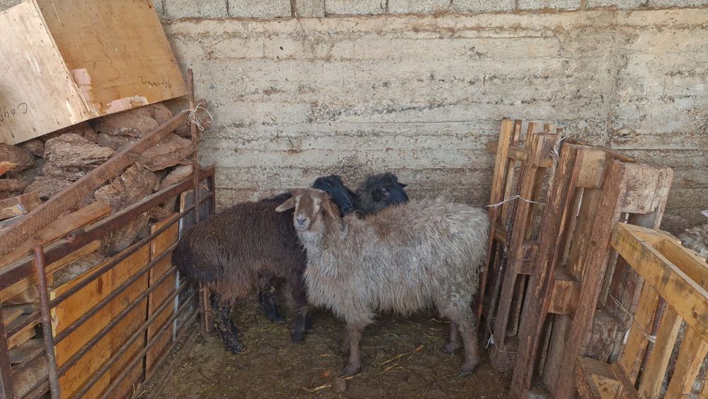Продам 2 кошкара баран