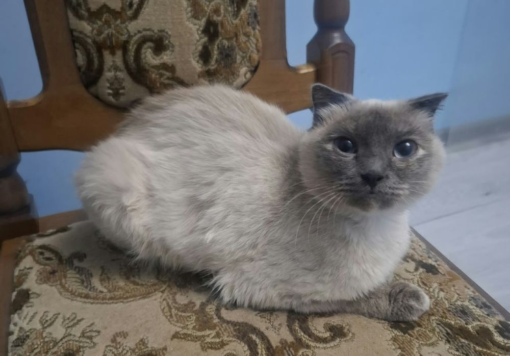 Отдаётся кошка стерелизована