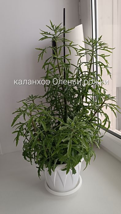 Комнатные растения