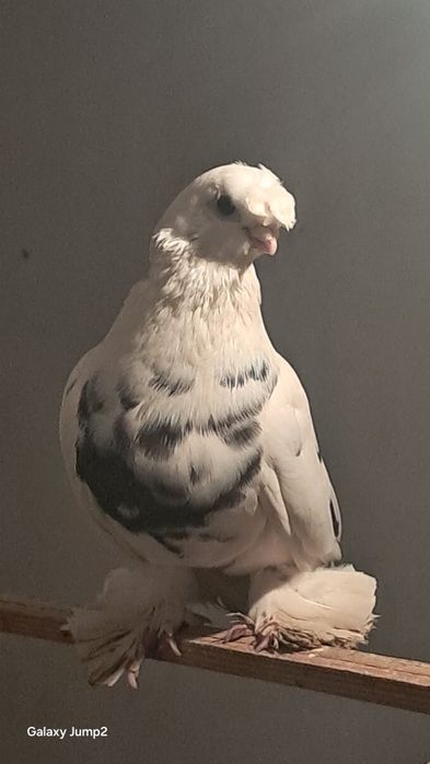 Голуби продаётся пора гульбадам самец соч Голубка продаётся