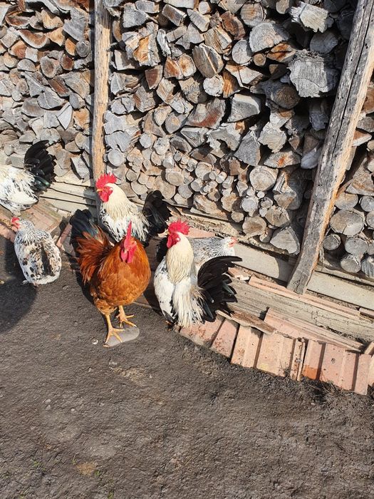 Găini/cocoși chabo