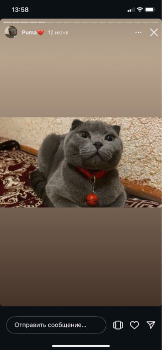 Puma pro max idiyal sastiyanada