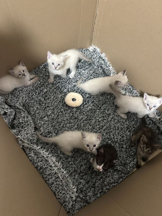 Отдам котят в хорошие руки