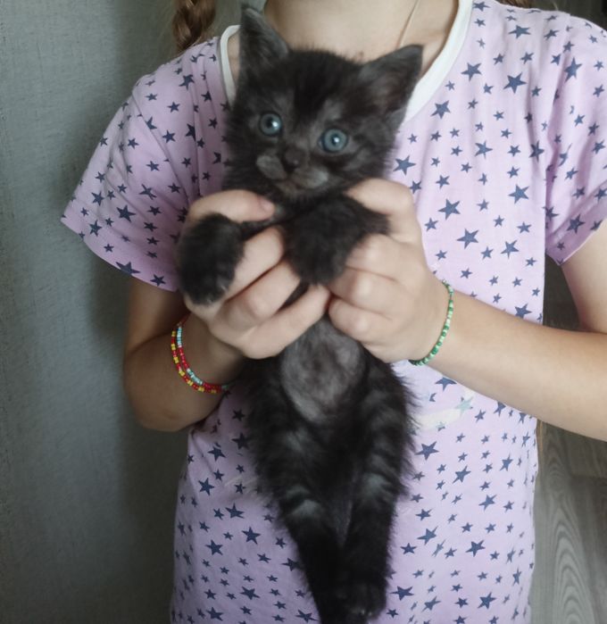 Ищим котёнку добрых хозяев