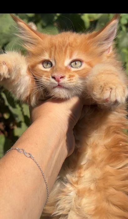 Шикарные котята Мейн Кун