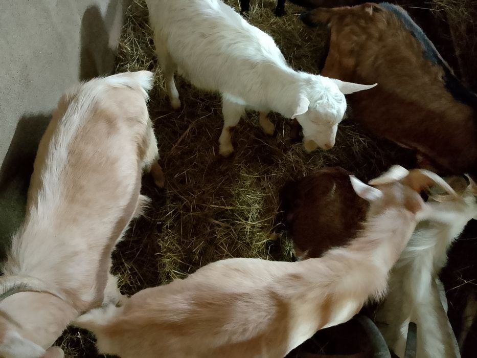 Vand 7 iezi frumosi.