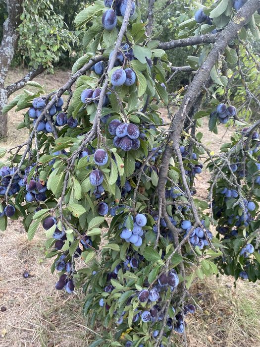Prune de vanzare