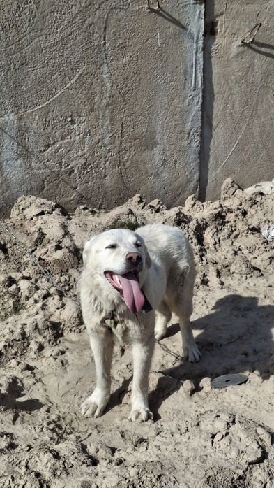 иттер шымкент каласында