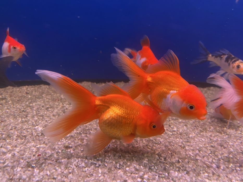 Продаются золотые рыбки