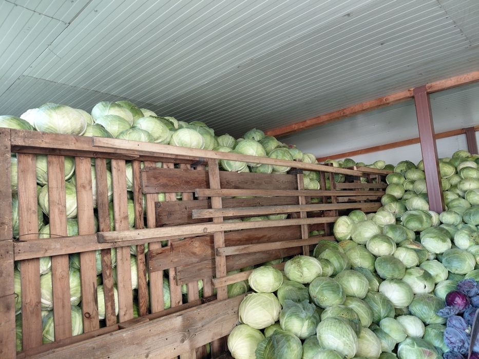 Vand varza de pastrare