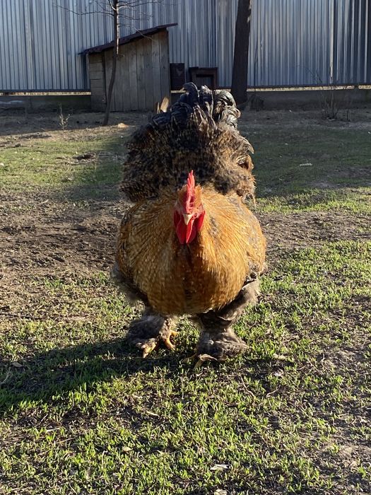 Кохинхин окрас криль