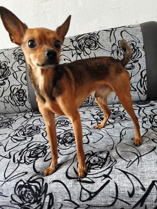 Той терьер 2 года