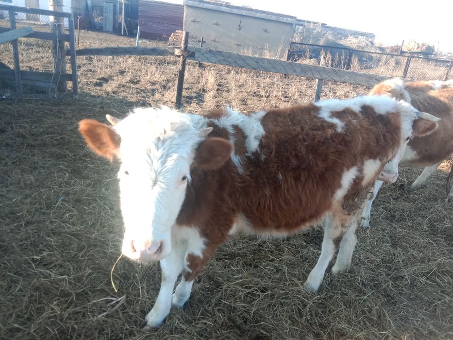 Продам тёлку 1.4