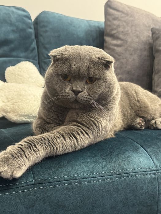 Шотландска клепоуха