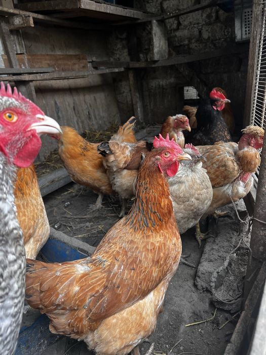 Домашние куры несушки