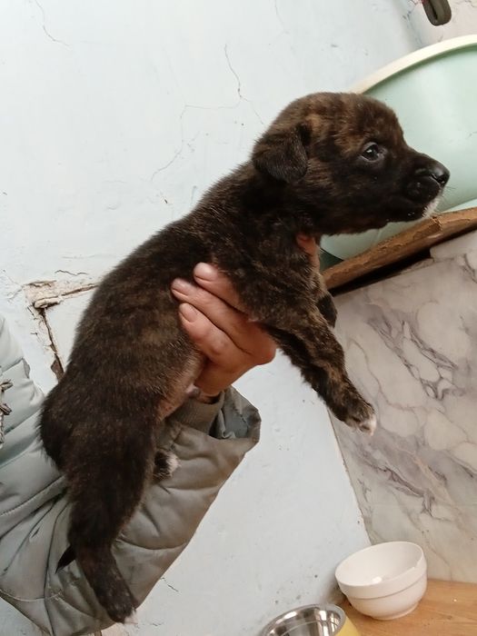 Отдам в добрые руки