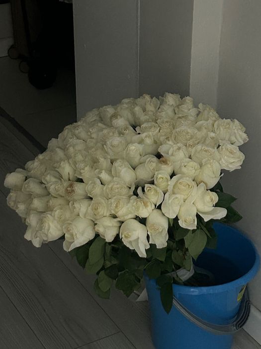 Цветы белые розы