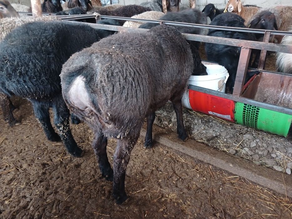 ТұқымдыққаҚошқарлар