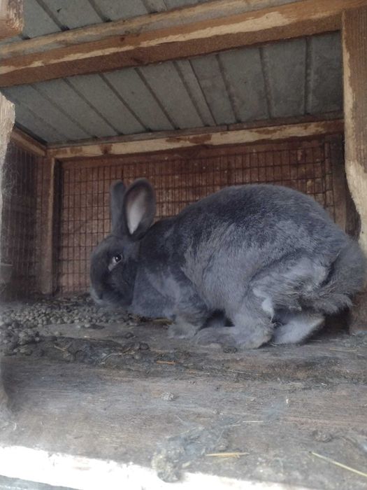 Vând pui uriaș german vârstă 4 luni și femela albastru vienez