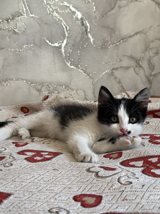 Котеунок 2-3 месяца